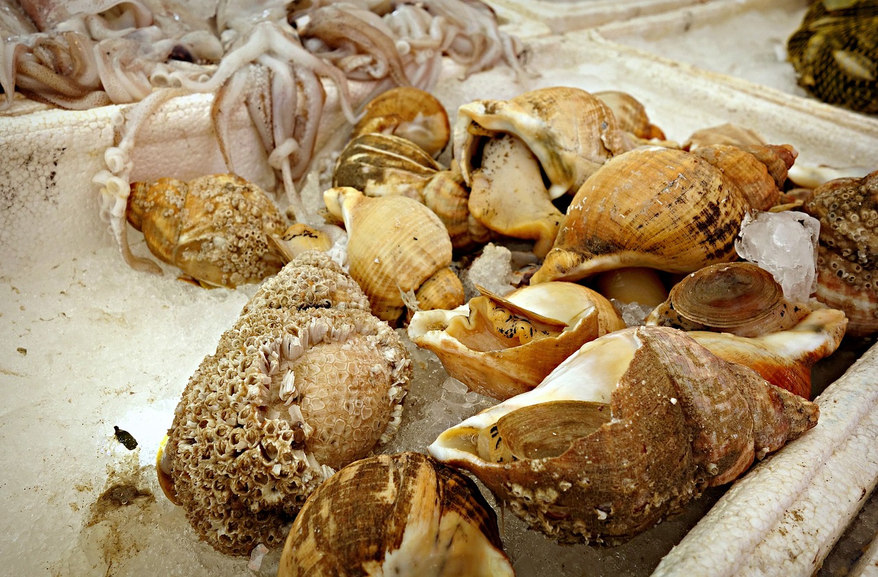 Jūros Gėrybės, Whelk, Jūrų Sraigė, Gyvūnas, Jūros Gėrybės, Kriauklė, Moliuskas, Valgomieji, Maistas, Valgymas