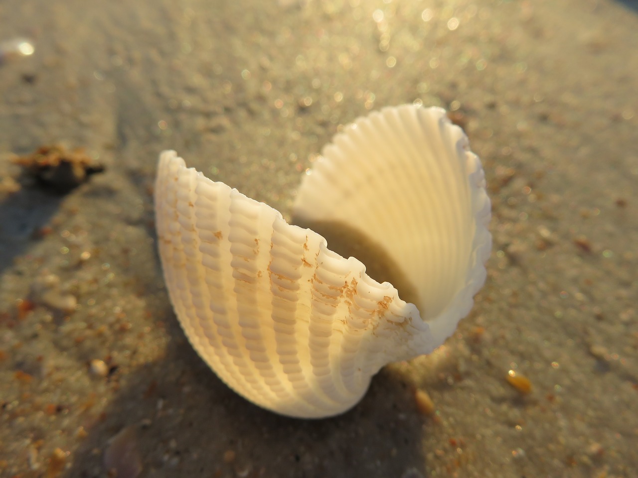 Jūros Gėrybės, Makro, Papludimys, Lukštas, Natūralus, Mollusk, Šukutė, Kranto, Vandenynas, Tekstūra