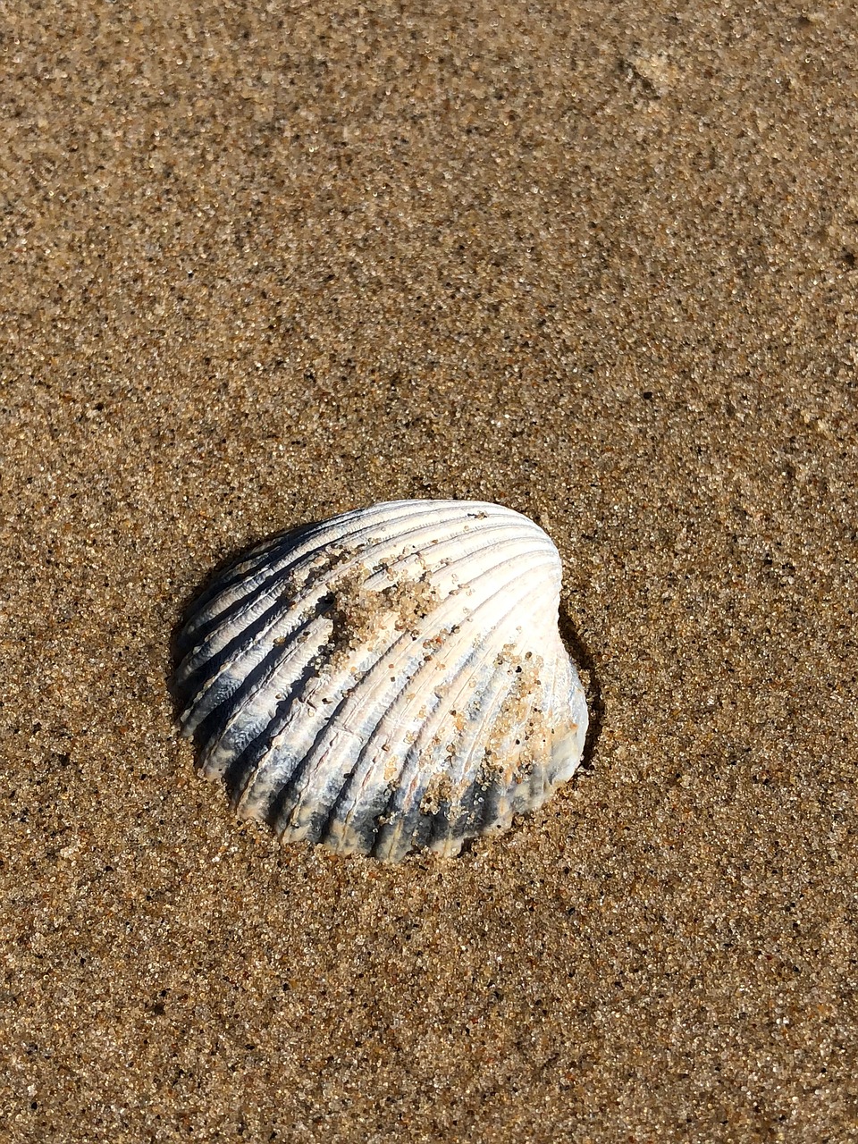 Seashell,  Smėlis,  Papludimys, Nemokamos Nuotraukos,  Nemokama Licenzija