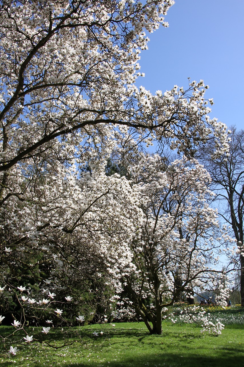 Sezonas,  Vyšnios Medienos,  Gėlė,  Pavasaris,  Sodas,  Sunny,  Pobūdį,  Kraštovaizdis,  Parkas,  Medžiai