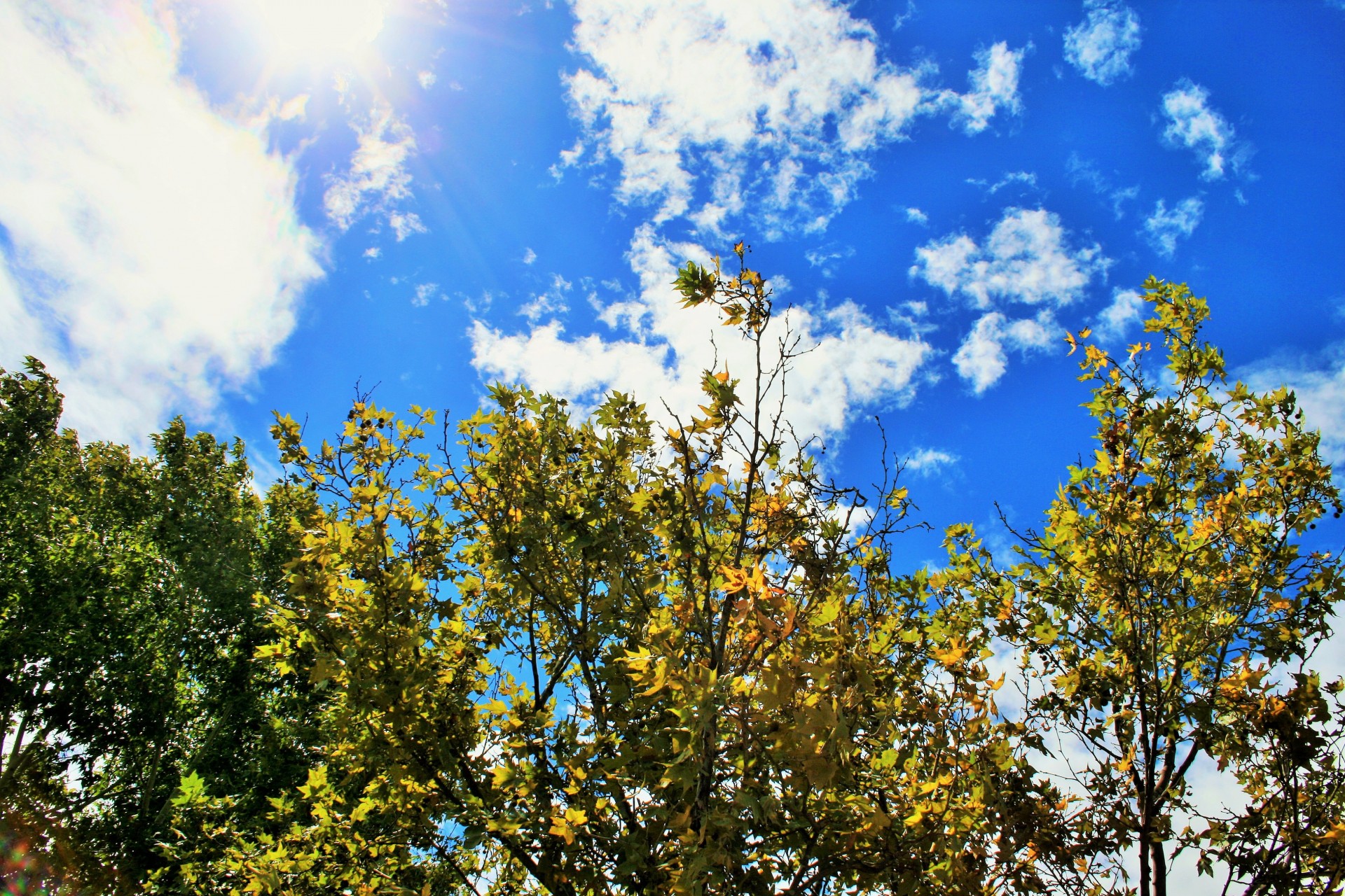 Medžiai,  Žalia-Geltona,  Dangus,  Mėlynas,  Ruduo,  Sezonai,  Keičiasi Sezonai, Nemokamos Nuotraukos,  Nemokama Licenzija