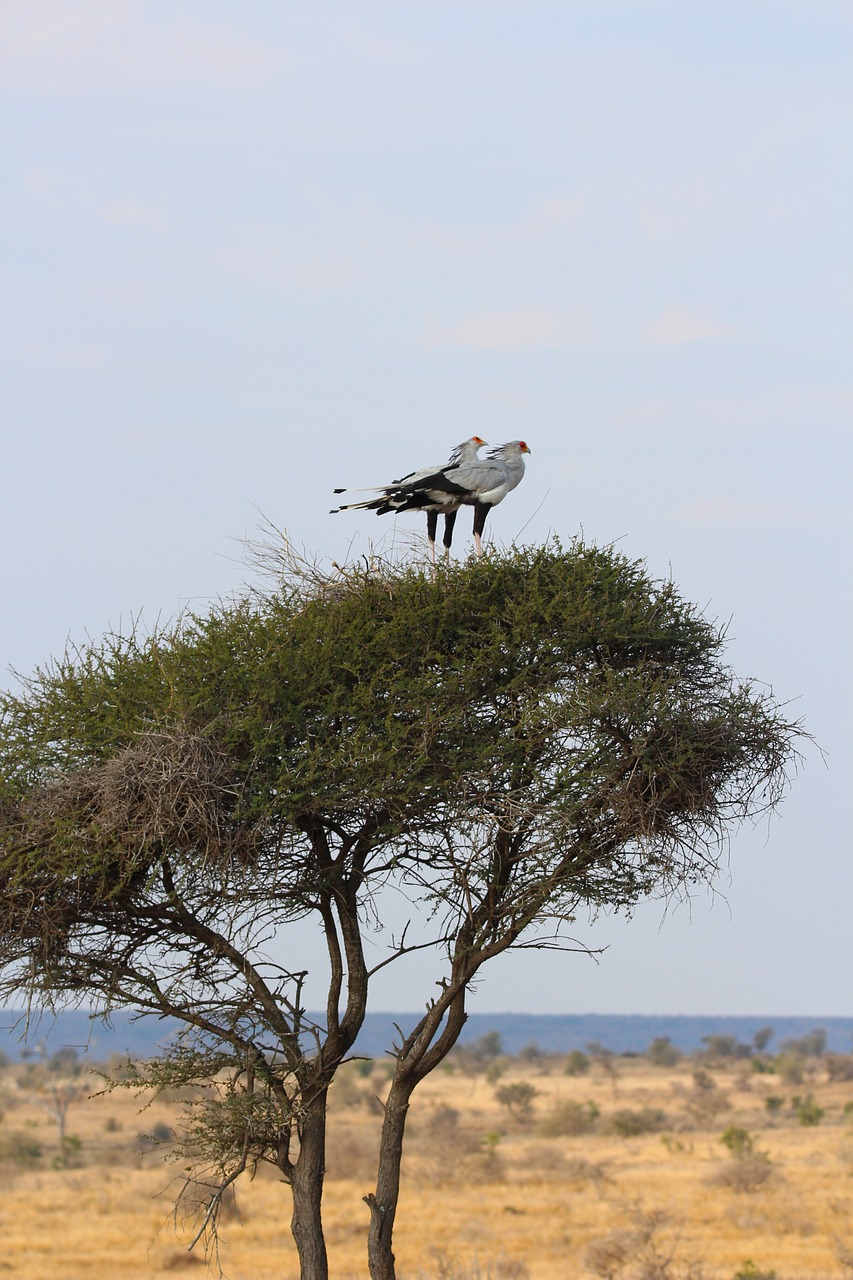 Sekretorius, Paukščiai, Sustingęs, Paukštis, Afrika, Gamta, Medis, Ornitologija, Paukščių Stebėjimas, Perching