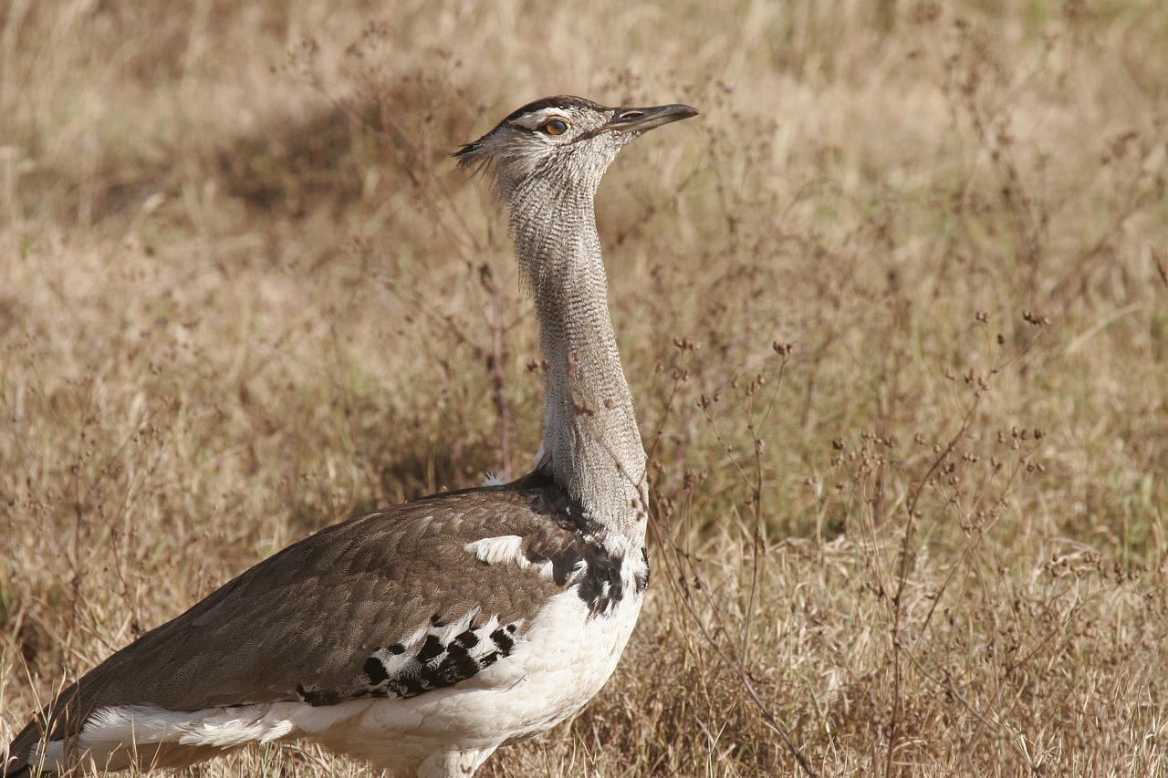 Paukštis Sekretorius,  Safari,  Kenija,  Serengeti,  Tanzania,  Pobūdį,  Gyvūnijos,  Laukinių,  Savannah,  Pėsčiomis