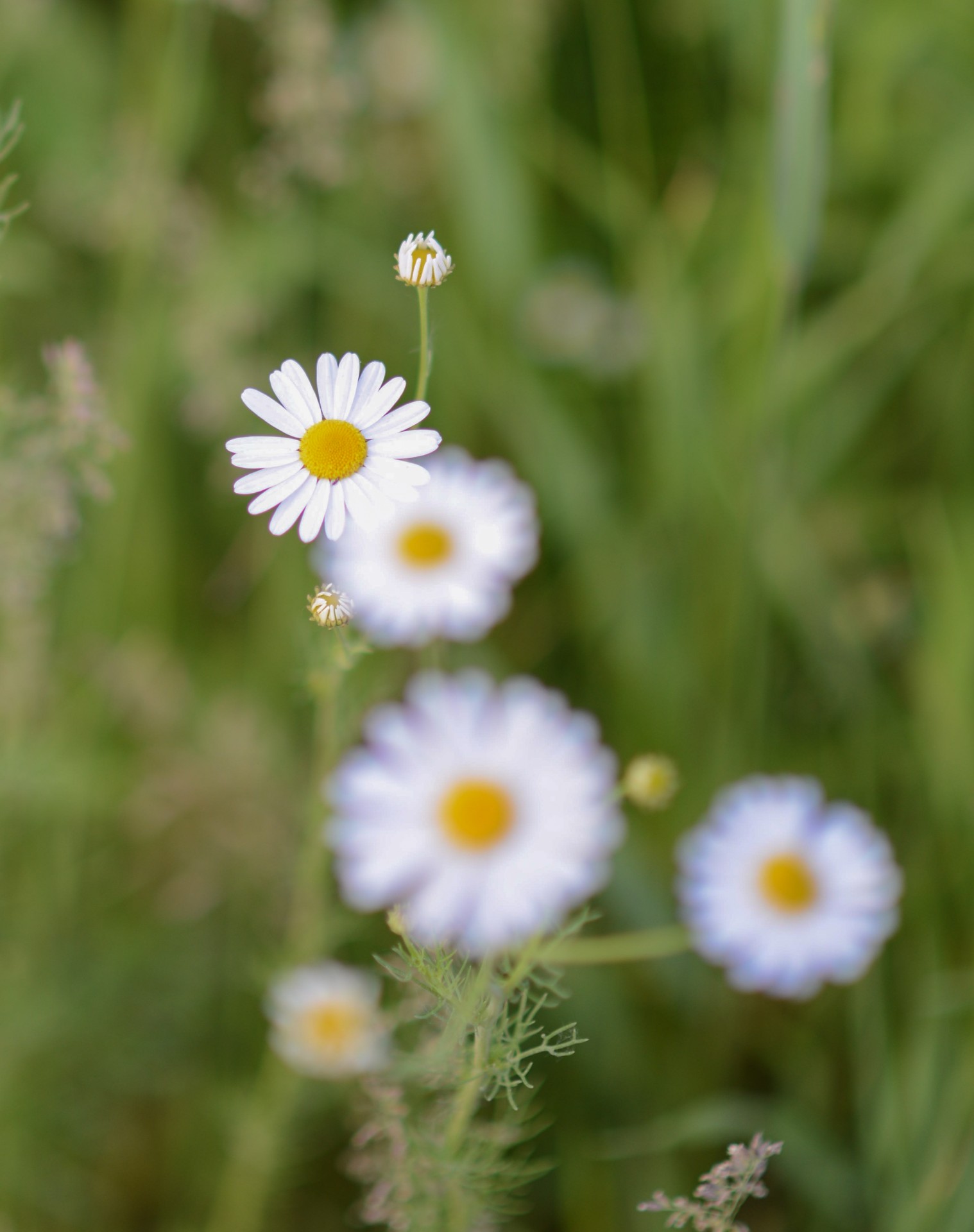 Daisy,  Bellis & Nbsp,  Perennis,  Gamta,  Pieva,  Saulė,  Šviesa,  Žalias,  Balta,  Lapai