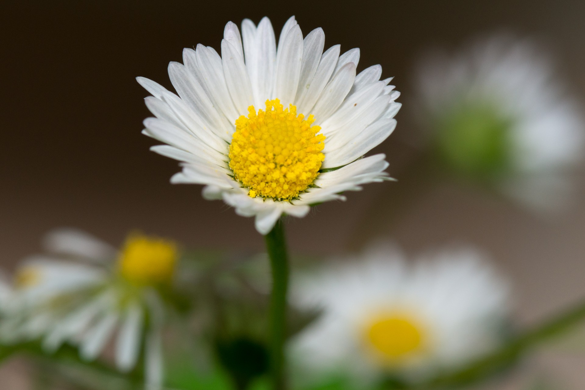 Daisy,  Bellis & Nbsp,  Perennis,  Gamta,  Pieva,  Saulė,  Šviesa,  Žalias,  Balta,  Lapai