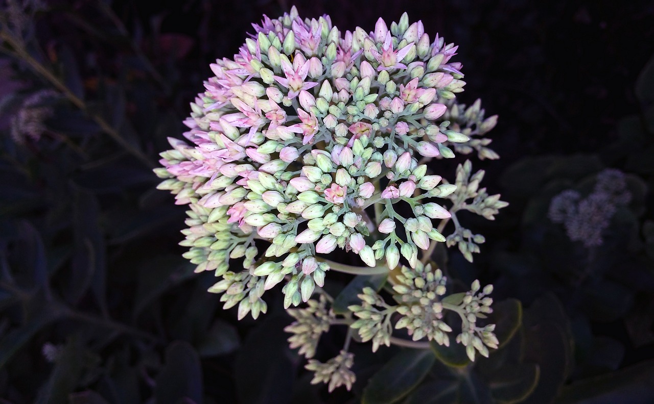 Sedum, Gėlė, Augalas, Stonecrop, Herbstfreude, Rudens Džiaugsmas, Crassulaceae, Daugiametis, Sultingas, Žolinis