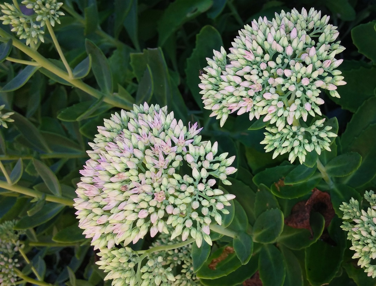 Sedum, Gėlė, Augalas, Stonecrop, Herbstfreude, Rudens Džiaugsmas, Crassulaceae, Daugiametis, Sultingas, Žolinis