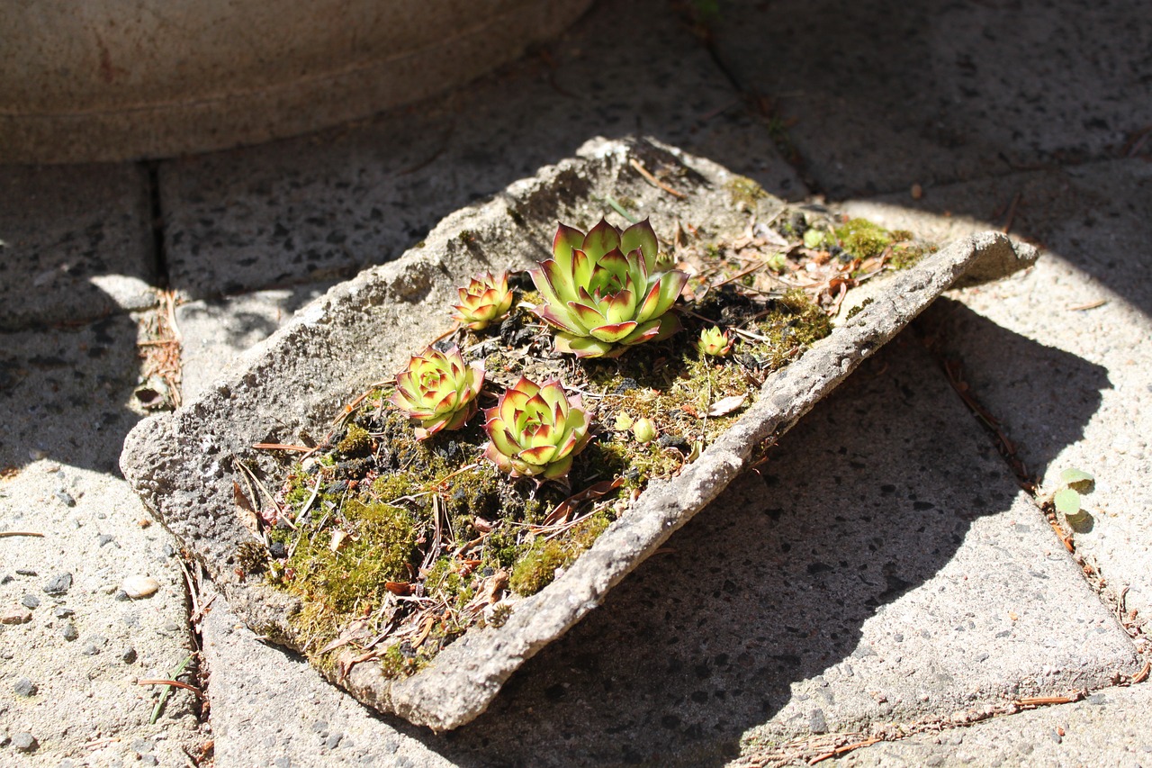 Sedum, Sempervivumväxter, Sausas, Augalas, Stogas, Sempervivum, Gamta, Gėlės, Sodas, Stogas