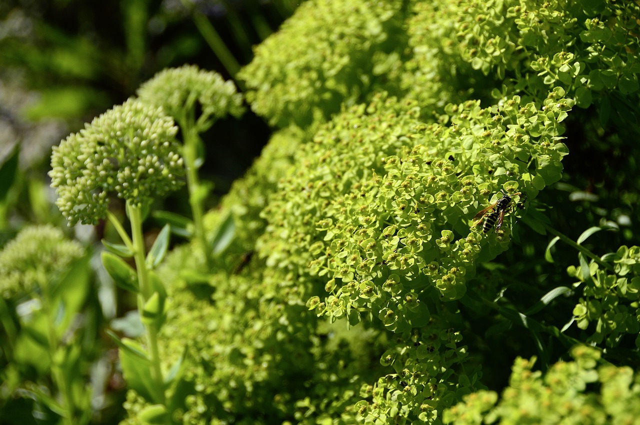 Sedum, Stonecrop, Augalas, Gamta, Didelis Riebalingas Vištas, Vasara, Gėlė, Uždaryti, Isp, Žiedas