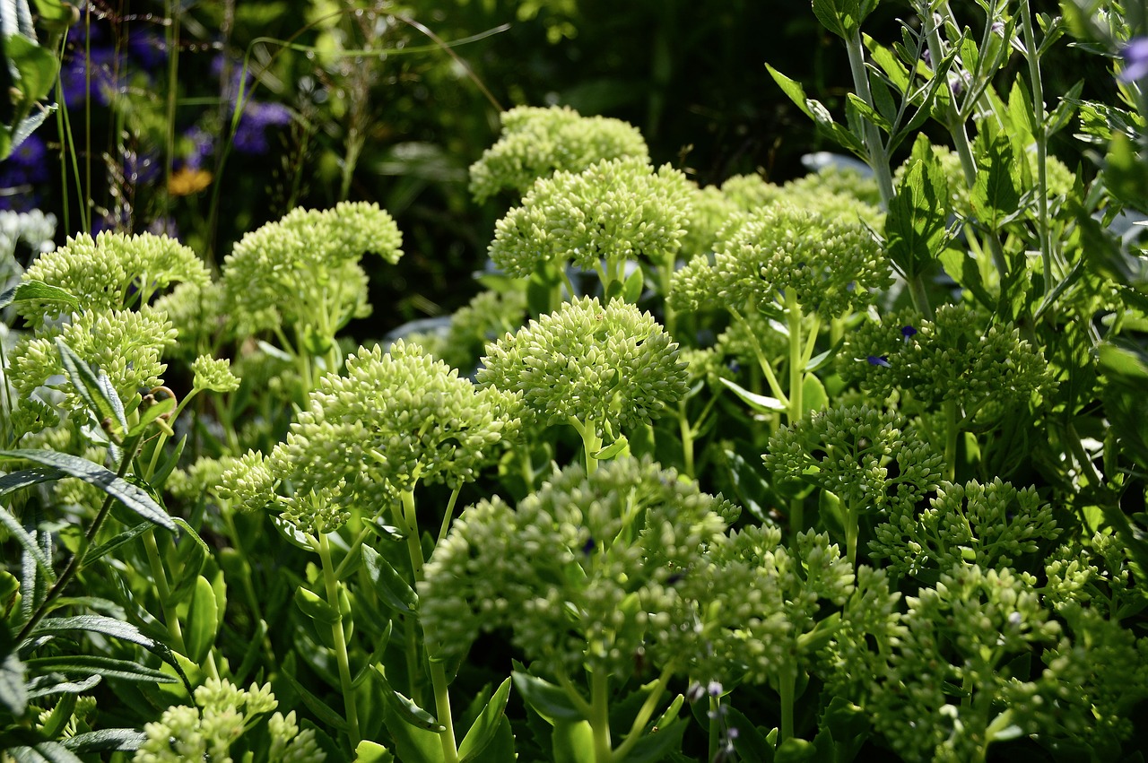 Sedum, Stonecrop, Augalas, Gamta, Didelis Riebalingas Vištas, Vasara, Gėlė, Uždaryti, Žiedas, Žydėti