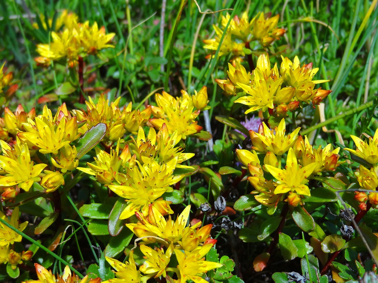 Sedum, Stonecrop, Gėlių Pieva, Gėlės, Geltona, Nemokamos Nuotraukos,  Nemokama Licenzija