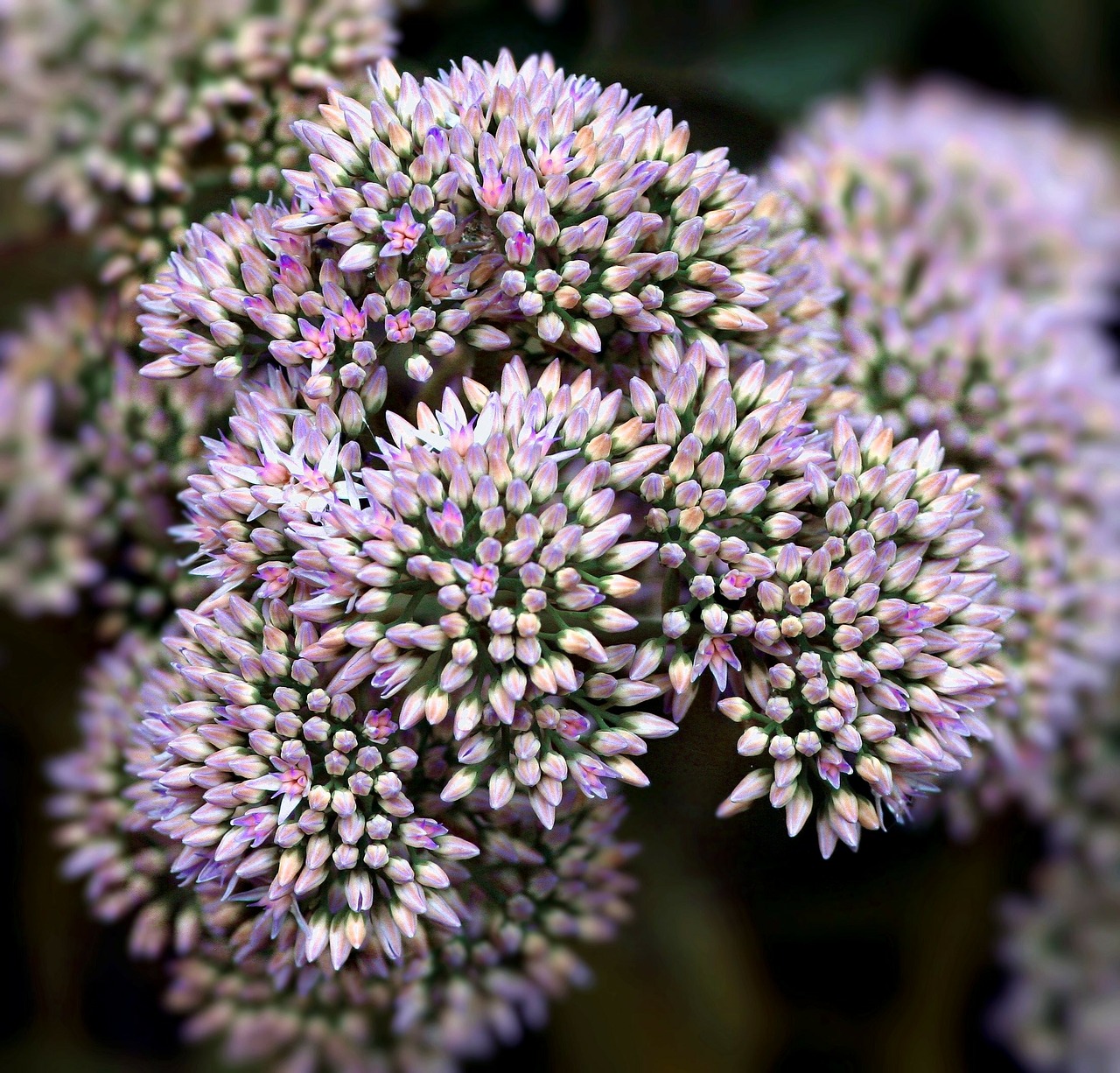 Sedum, Gėlės, Šviežias, Gėlių Pumpurai, Gėlių, Vasara, Botanikos, Natūralus, Žydi, Žiedlapis