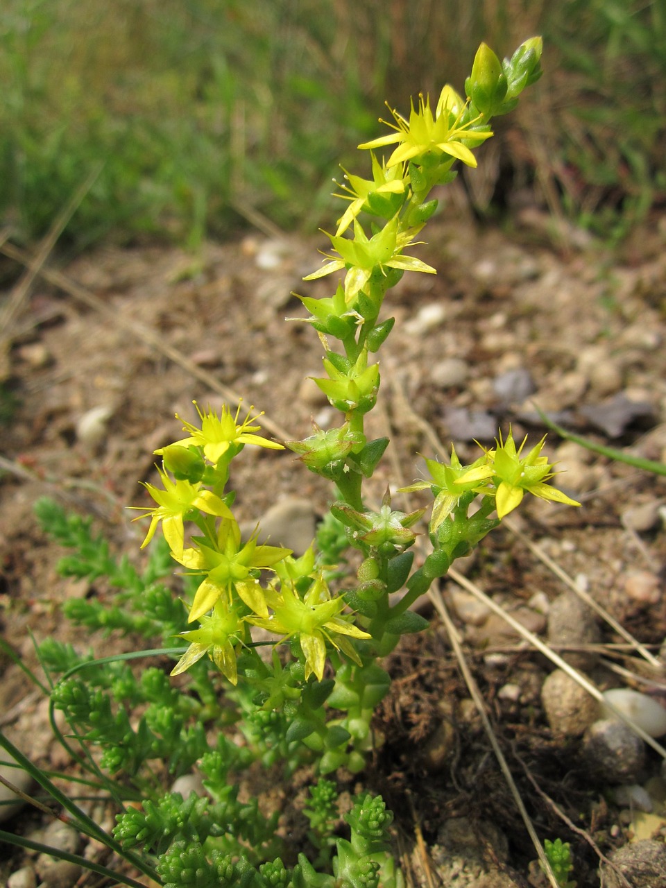 Sedum Akras,  Goldmoss Stonecrop,  Samaninis Akmenukas,  Goldmoss Sedum,  Kramtyti Stonecrop,  Wallpepper,  Wildflower,  Flora,  Botanika,  Rūšis