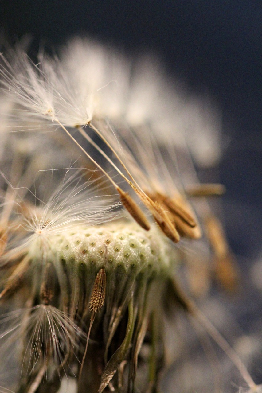 Sėklų Galvutė, Kiaulpienė, Sėklos, Augalas, Piktžolių, Gamta, Taraxacum, Vasara, Flora, Laukiniai