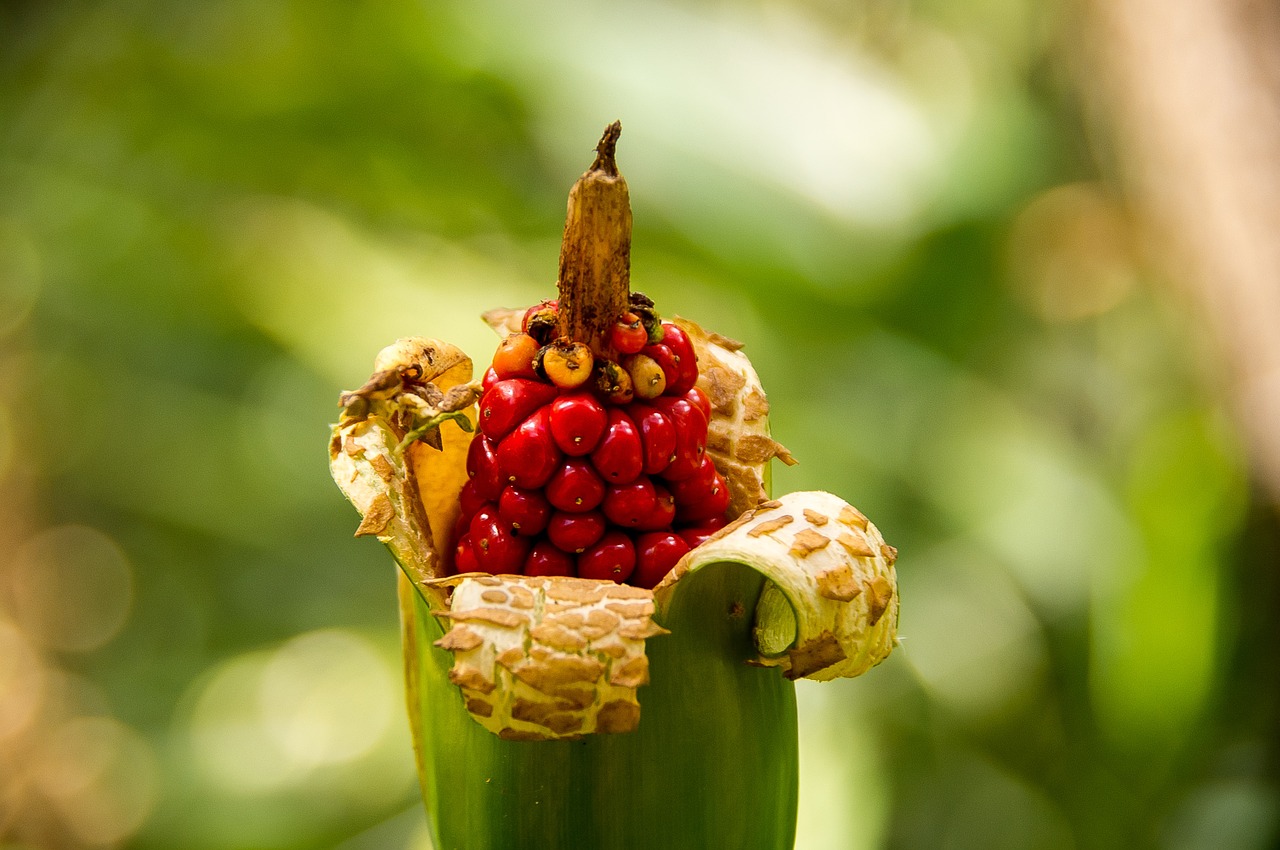 Sėklos, Raudona, Gėlė, Pod, Cunjevoi Lelija, Alocasia Brisbanensis, Atogrąžų Miškai, Laukiniai, Lupimasis, Gimtoji