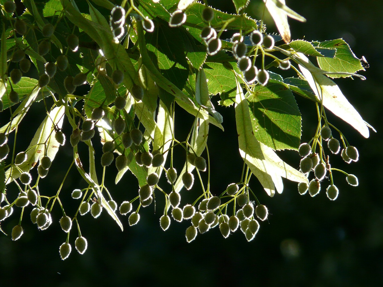 Sėklos, Linda, Medis, Atgal Šviesa, Šviesa, Liepų Sėklos, Vaisiai, Žiema Linda, Akmens Linda, Tilia Cordata