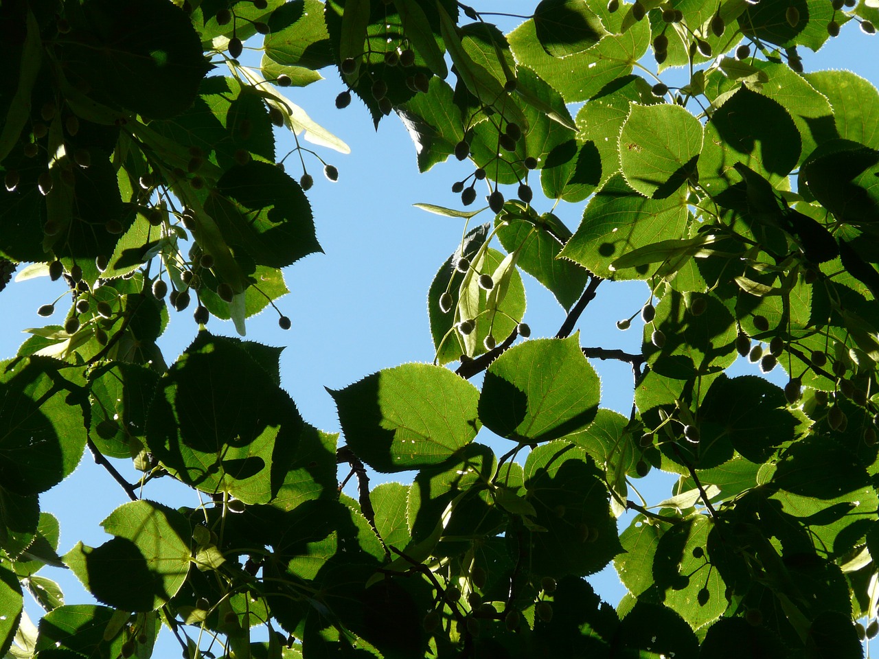 Sėklos, Linda, Medis, Liepų Sėklos, Vaisiai, Žiema Linda, Akmens Linda, Tilia Cordata, Tilia, Kalkių Augalas