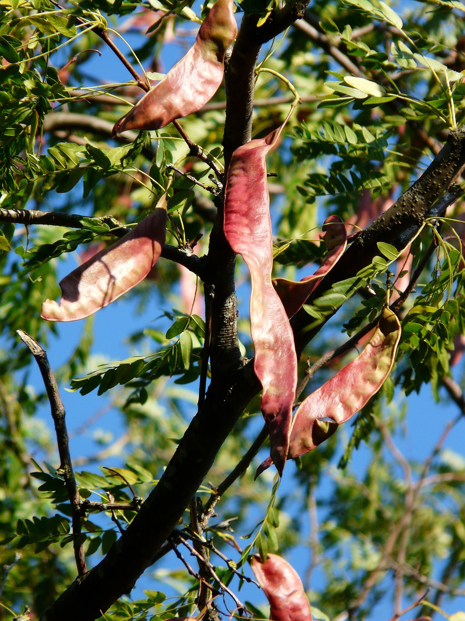 Sėklos, Medaus Saldžiavaisio Sode, Medis, Vaisiai, Sėklų Ankštys, Gleditsia Triacanthos, Odinis Rankovių Medis, Neteisinga Milija, Ankštiniai, Fabaceae