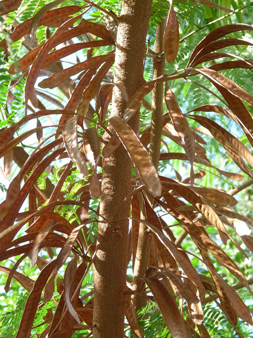 Sėklos, Ankštiniai, Prinokę, Acacia, Acacia Karroo, Gudobelė, Saldus Erškėtis, Dekoratyvinis Augalas, Apsidraudimo Įmonė, Nemokamos Nuotraukos