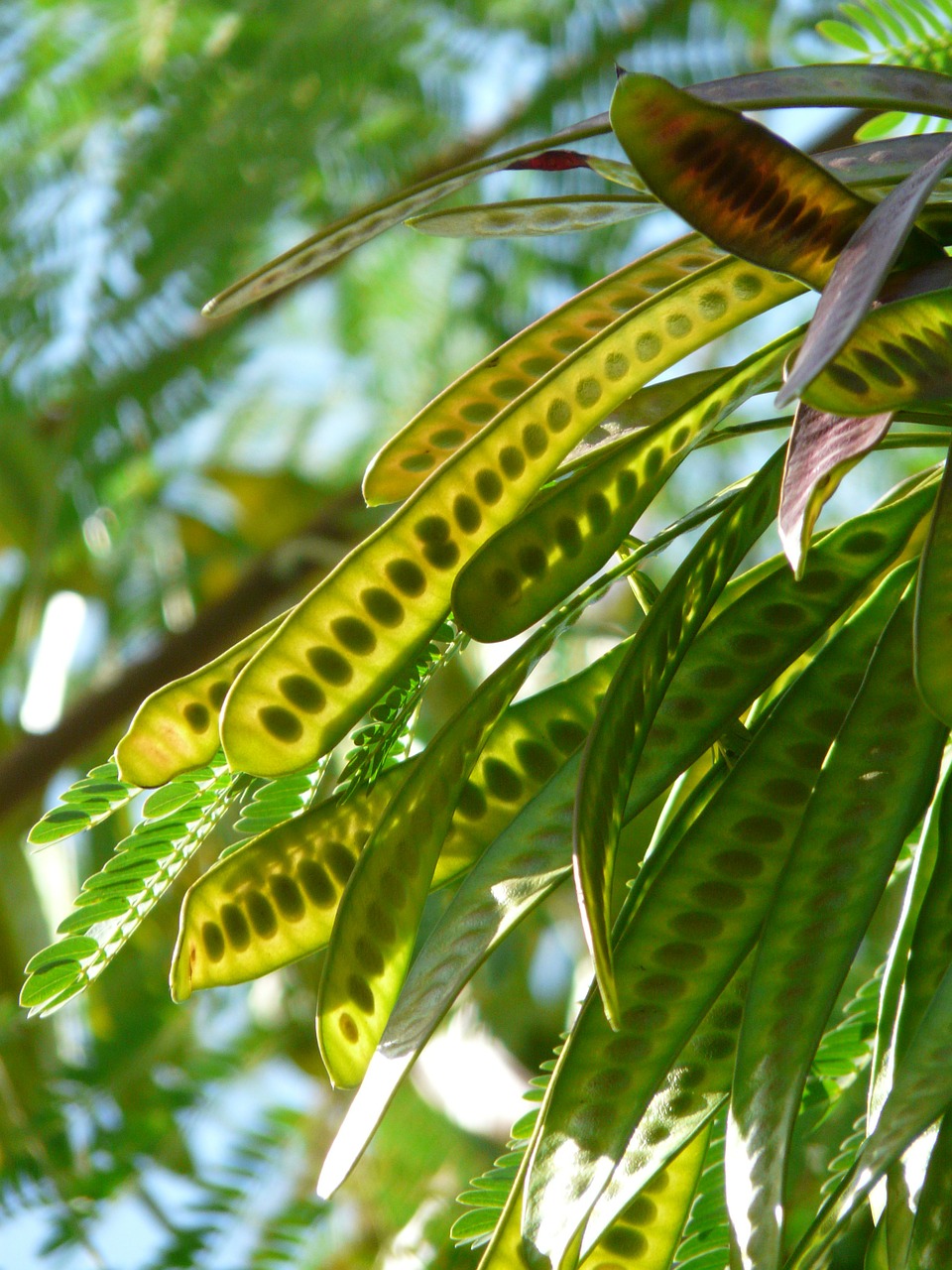 Sėklos, Ankštiniai, Acacia, Acacia Karroo, Gudobelė, Saldus Erškėtis, Dekoratyvinis Augalas, Apsidraudimo Įmonė, Nemokamos Nuotraukos,  Nemokama Licenzija