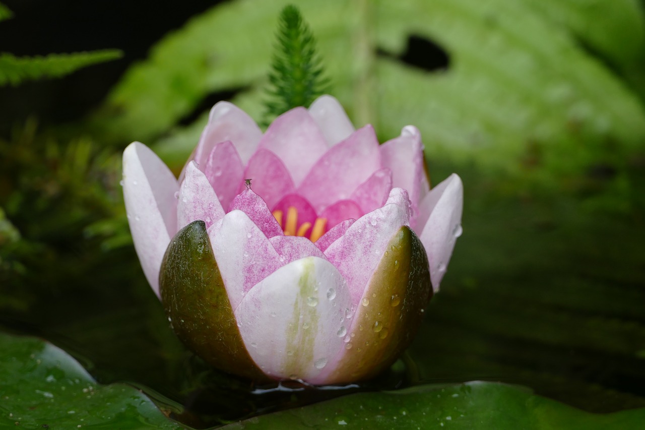 Seerosenblüte, Rožinis, Tvenkinio Augalas, Vandens Augalas, Nemokamos Nuotraukos,  Nemokama Licenzija