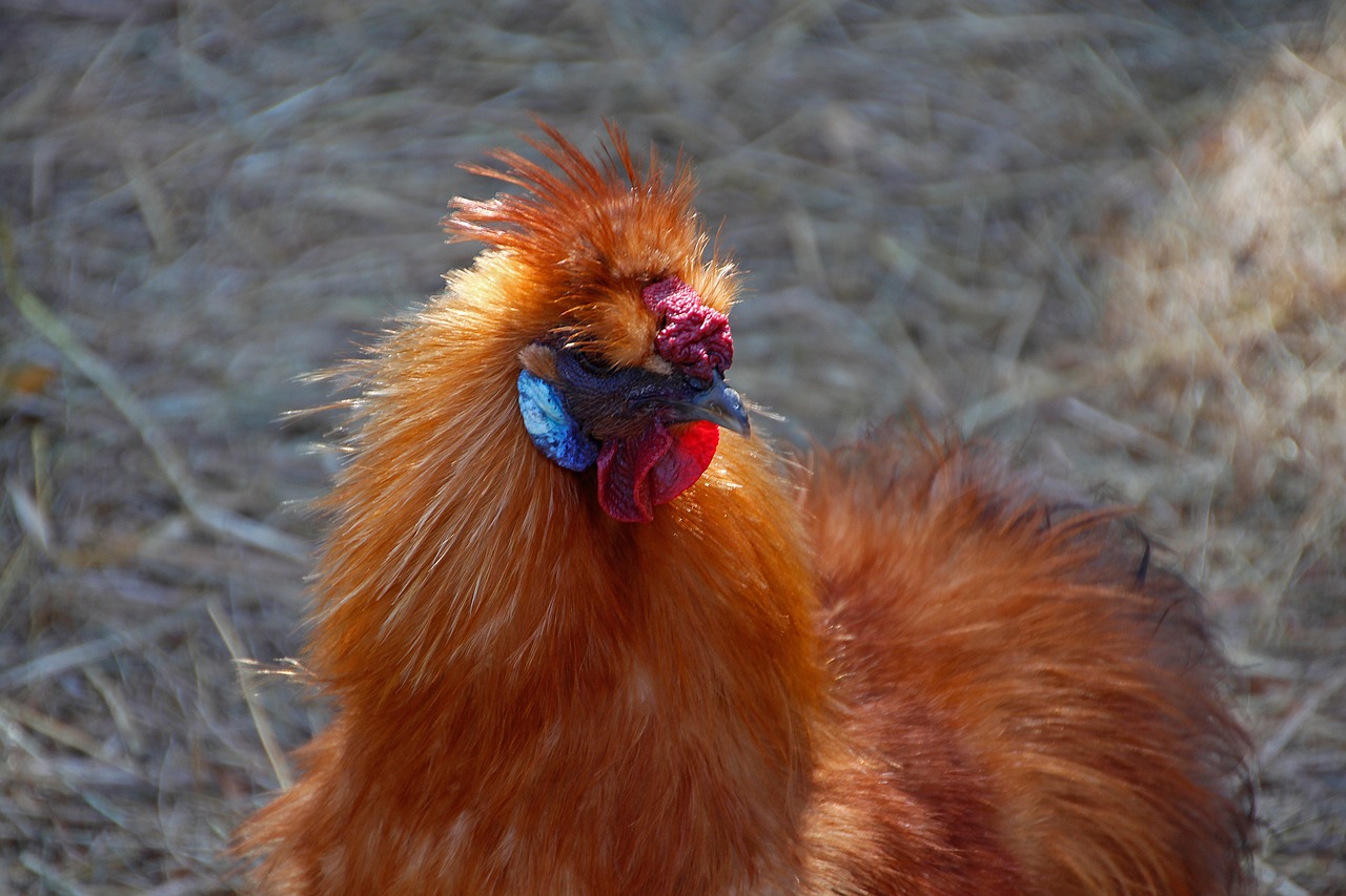 Seidenhuhn,  Vištienos,  Galva,  Portretas, Nemokamos Nuotraukos,  Nemokama Licenzija