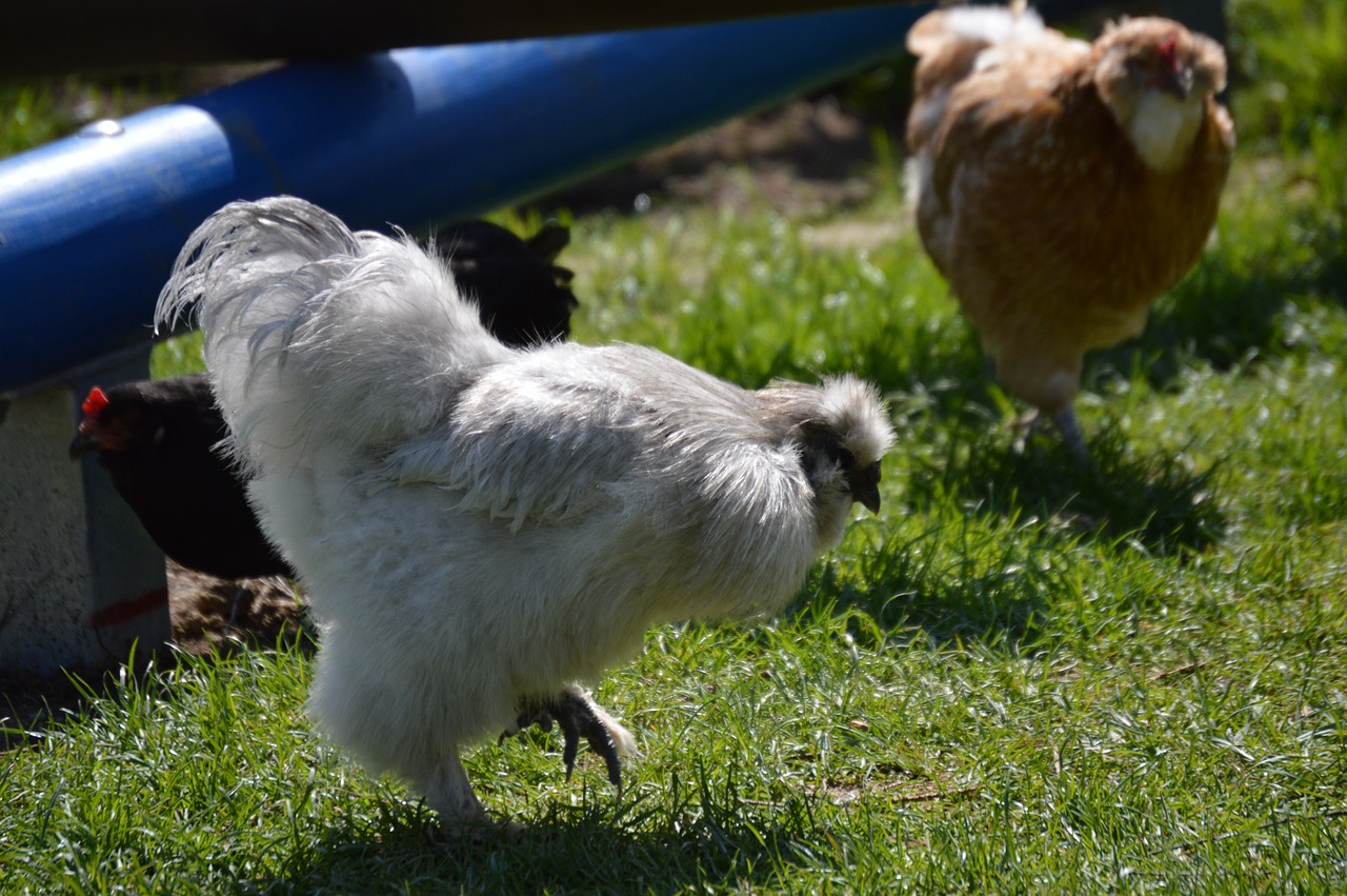 Seidenhuhn, Plumėjimas, Juokinga, Mielas, Paukštis, Plunksna, Nemokamos Nuotraukos,  Nemokama Licenzija