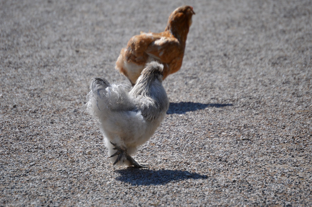 Seidenhuhn, Plumėjimas, Juokinga, Mielas, Paukštis, Plunksna, Nemokamos Nuotraukos,  Nemokama Licenzija