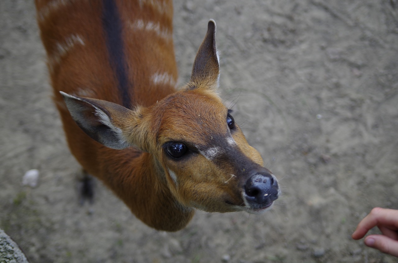 Pusiau Vandens Antilopės, Antilopė, Kontaktas, Gyvūnas, Gamta, Nemokamos Nuotraukos,  Nemokama Licenzija