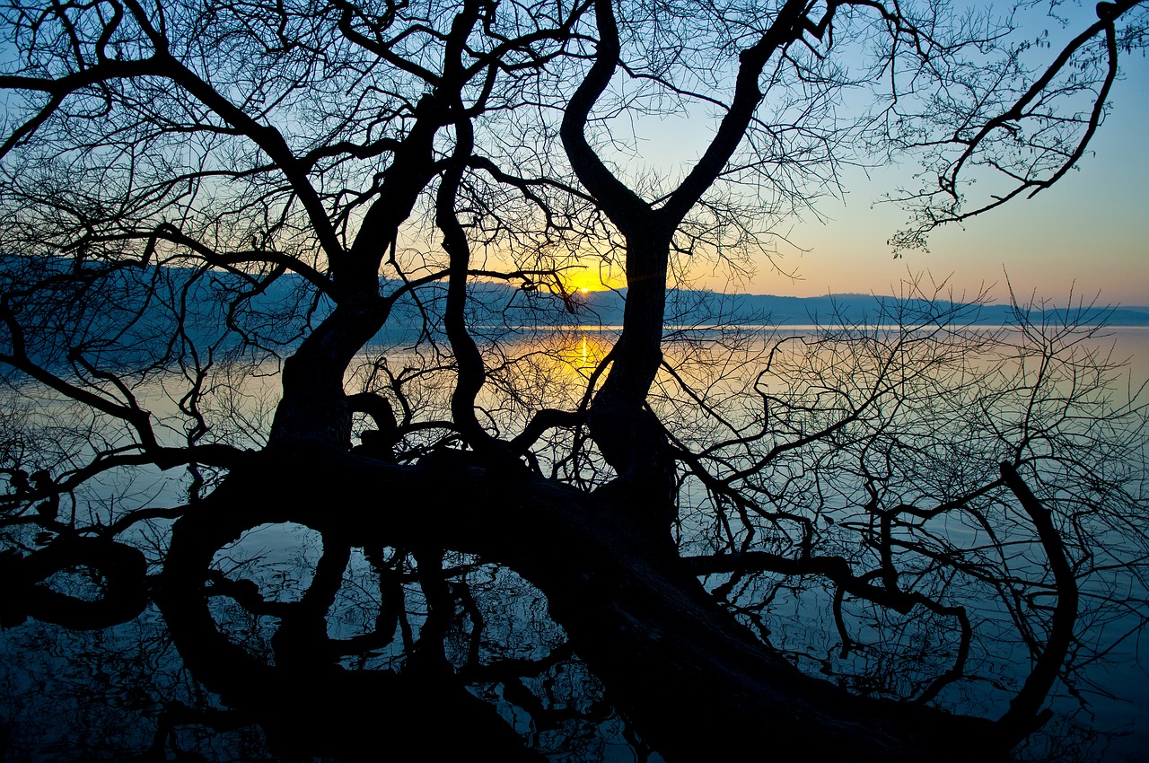 Sempachersee,  Sempach Ežeras,  Sempach,  Liucernos,  Šveicarija,  Medis,  Gamta,  Kraštovaizdis,  Mediena,  Saulė