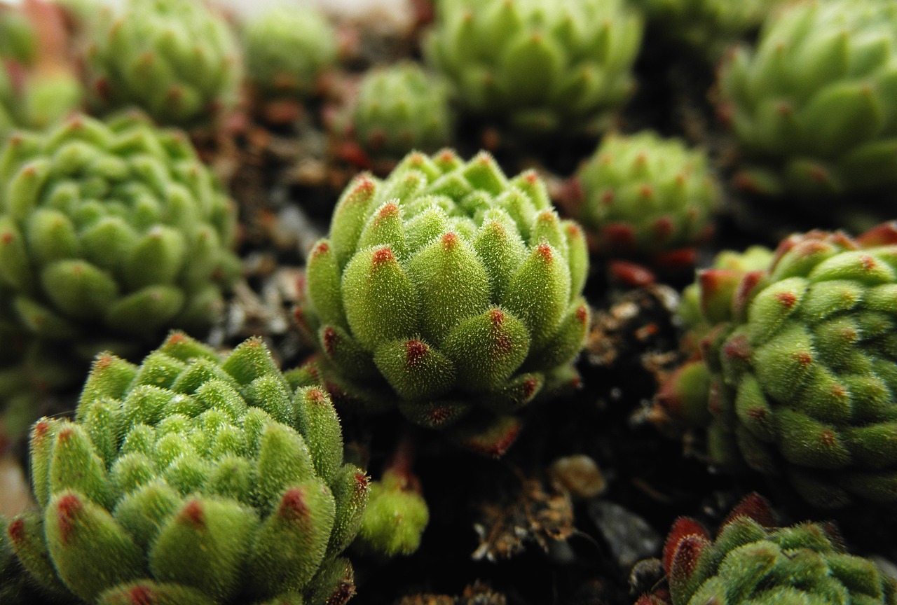 Sempervivum,  Montanum,  Sultingas,  Augalas,  Pirėnai,  Alpinum,  Žalias,  Rozetės,  Daugiamečiai Augalai, Nemokamos Nuotraukos