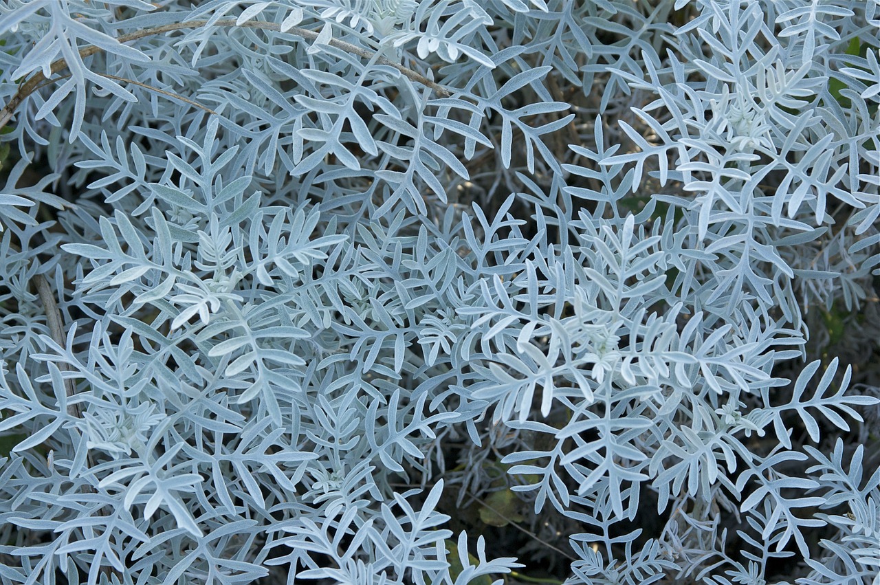 Senecio, Hieronas, Augalai, Gamta, Lauke, Laukas, Šalis, Kaimas, Iš Arti, Makro