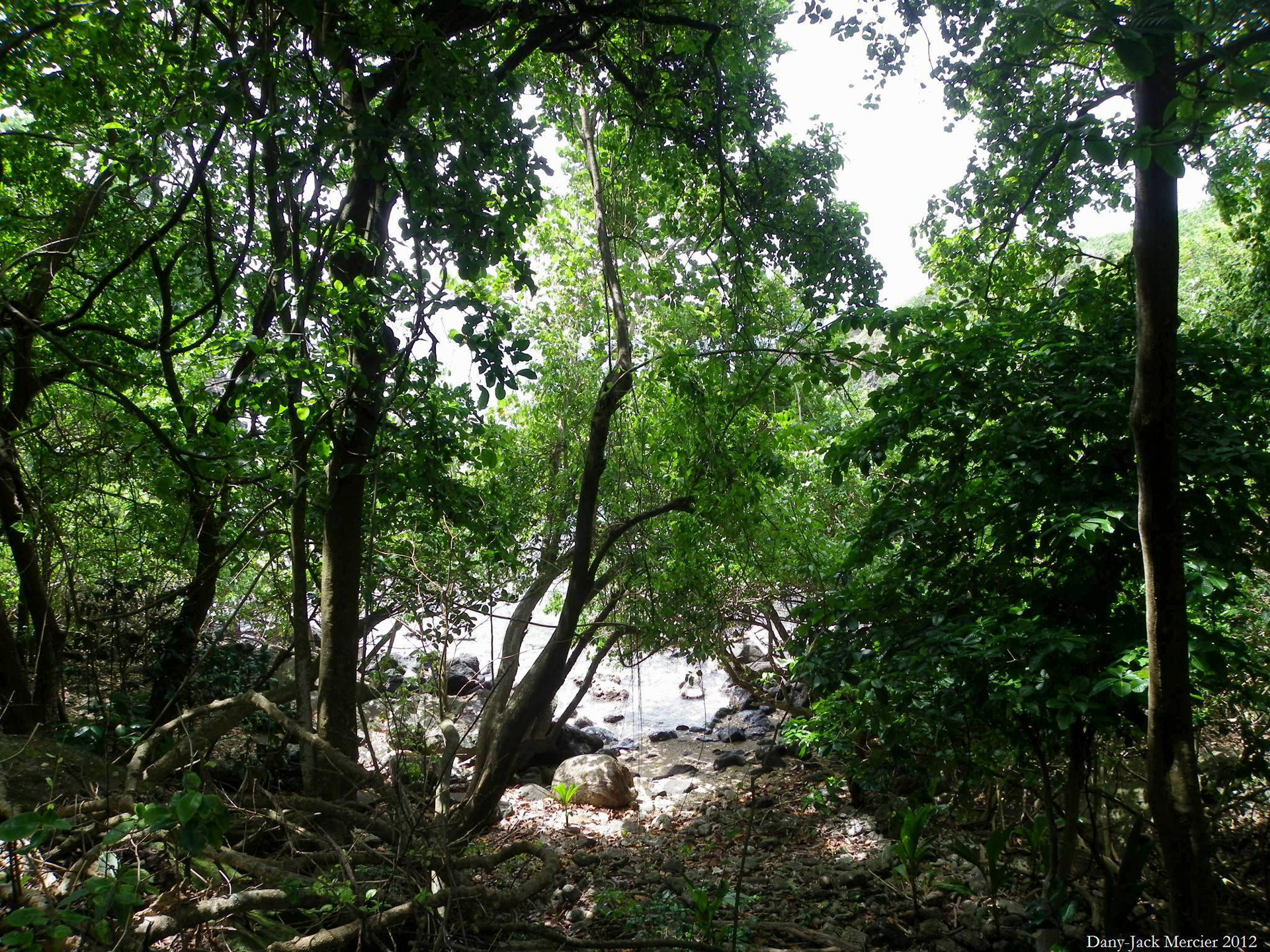 Miškas,  Gvadelupa,  Lapai,  Žalias,  Trys Upės Eina 32, Nemokamos Nuotraukos,  Nemokama Licenzija