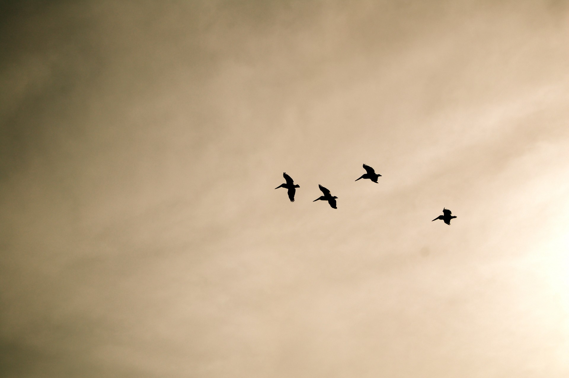 Глянь на небо птички летят колокольчики. Птицы в небе. Облака с птицами Графика. Чайка в небе сепия. Рисунок стая птиц в полете.