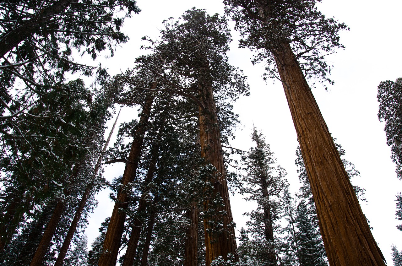 Sequoia,  Sniegas,  Pilka,  Žiemos,  Šalto,  Gamta, Nemokamos Nuotraukos,  Nemokama Licenzija