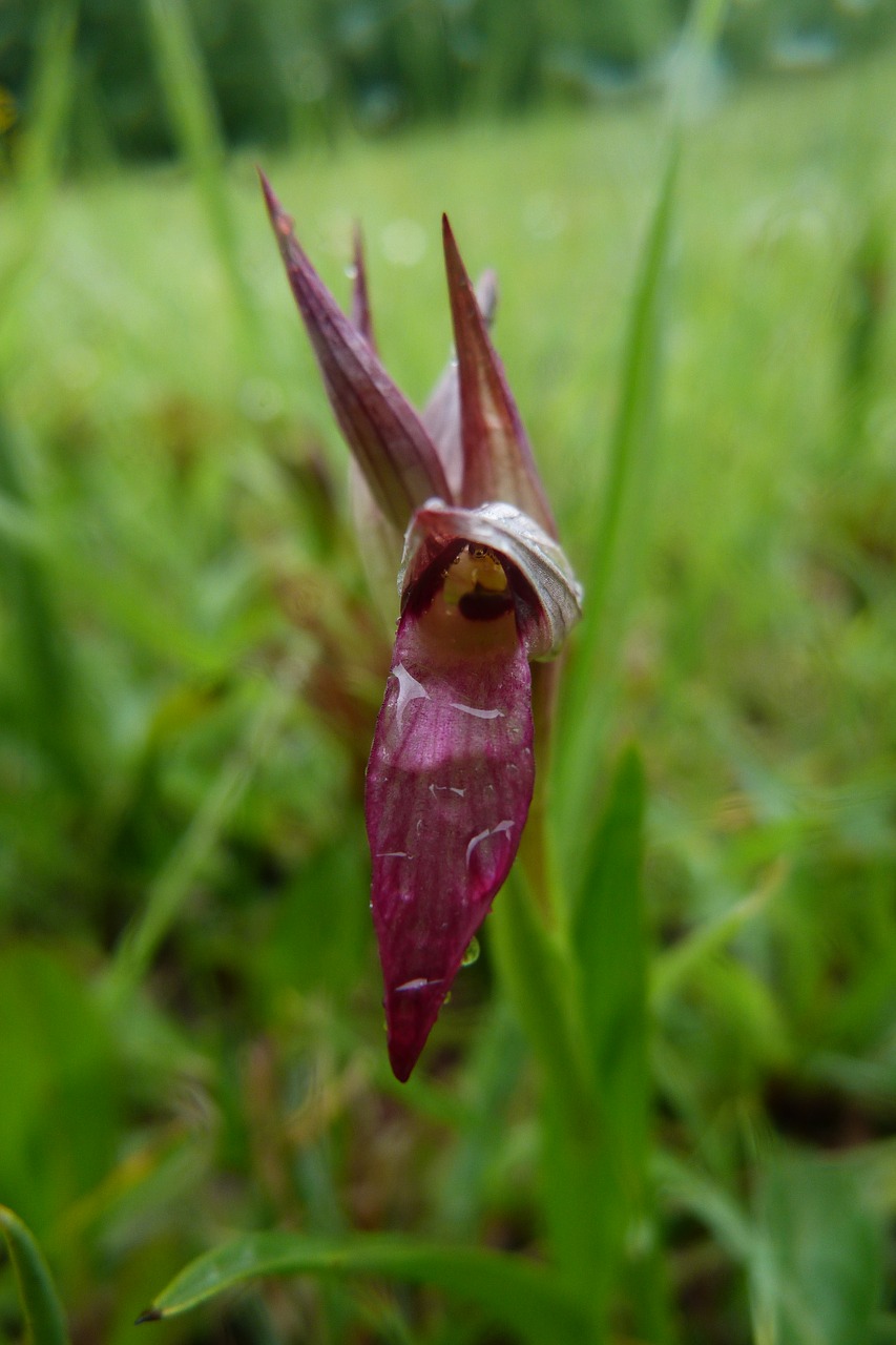 Sérapias, Orchidėja, Orchidaceae, Serapias Lingua, Gėlė, Raudona, Gamta, Botanika, Augalas, Nemokamos Nuotraukos