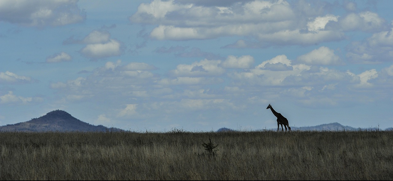 Serengeti, Panorama, Žirafa, Kraštovaizdis, Lygumos, Ganyklos, Afrika, Savana, Dusk, Siluetas