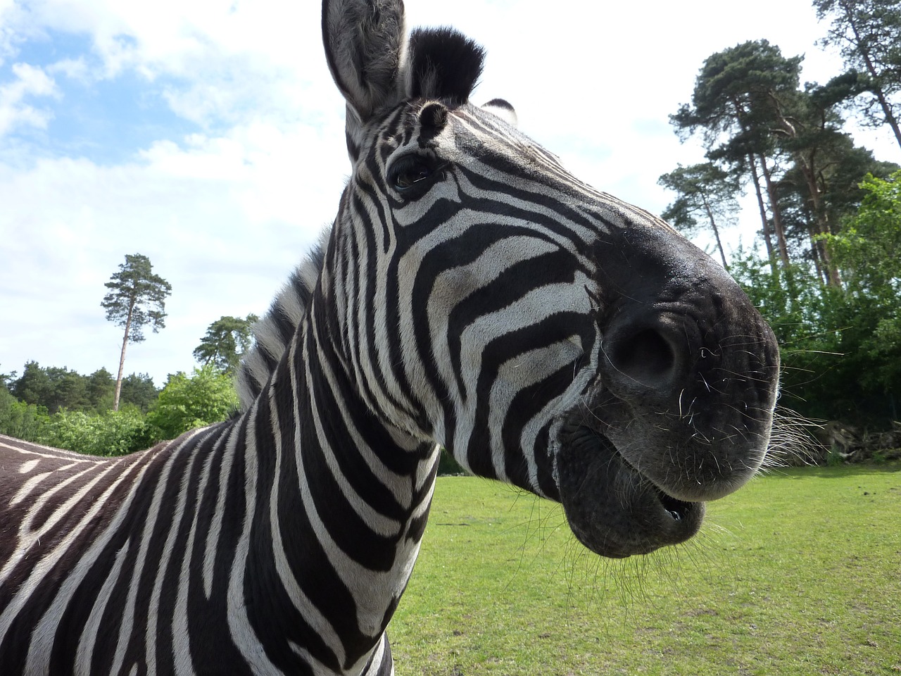 Serengeti Parkas,  Zebra,  Įdomu, Nemokamos Nuotraukos,  Nemokama Licenzija