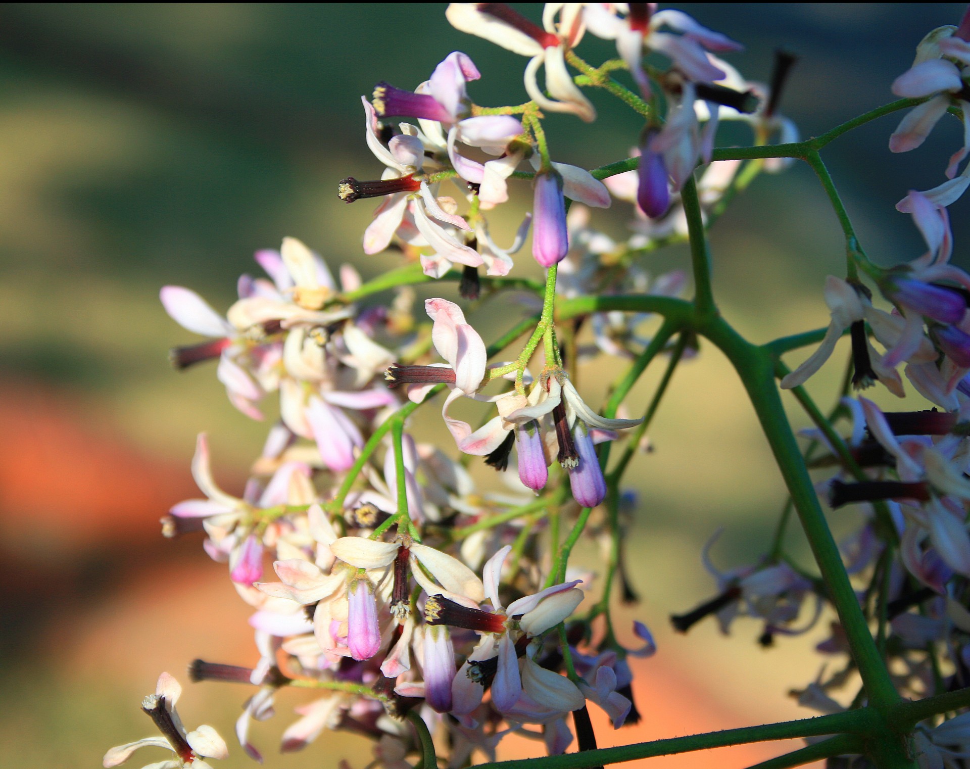 Gėlės,  Balta,  Violetinė,  Seringa,  Seringas Medis Žiedai, Nemokamos Nuotraukos,  Nemokama Licenzija