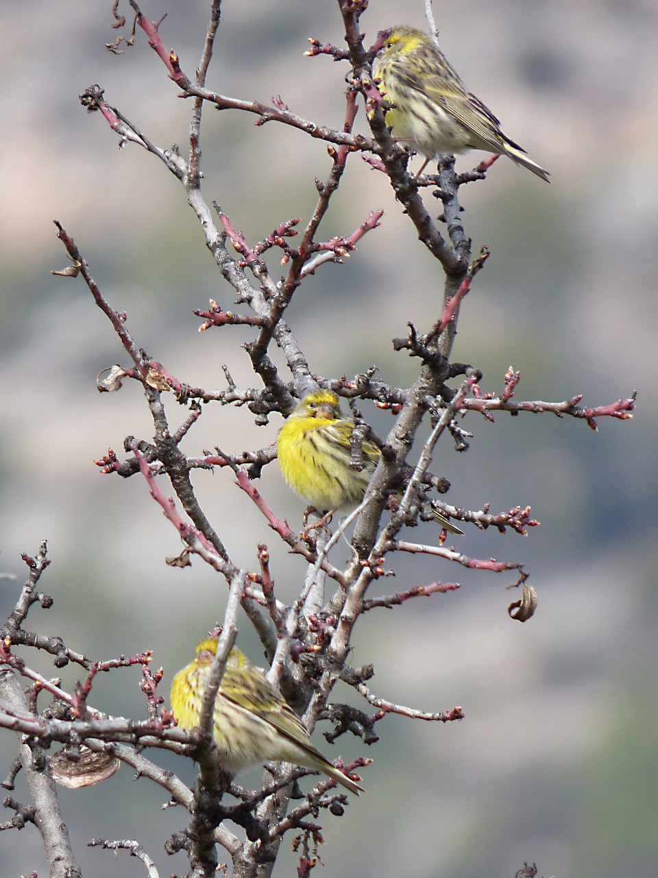 Serinus Serinus, Europinis Serinas, Tai Gafarró, Paukštis, Filialai, Geltona Paukštis, Trio, Nemokamos Nuotraukos,  Nemokama Licenzija