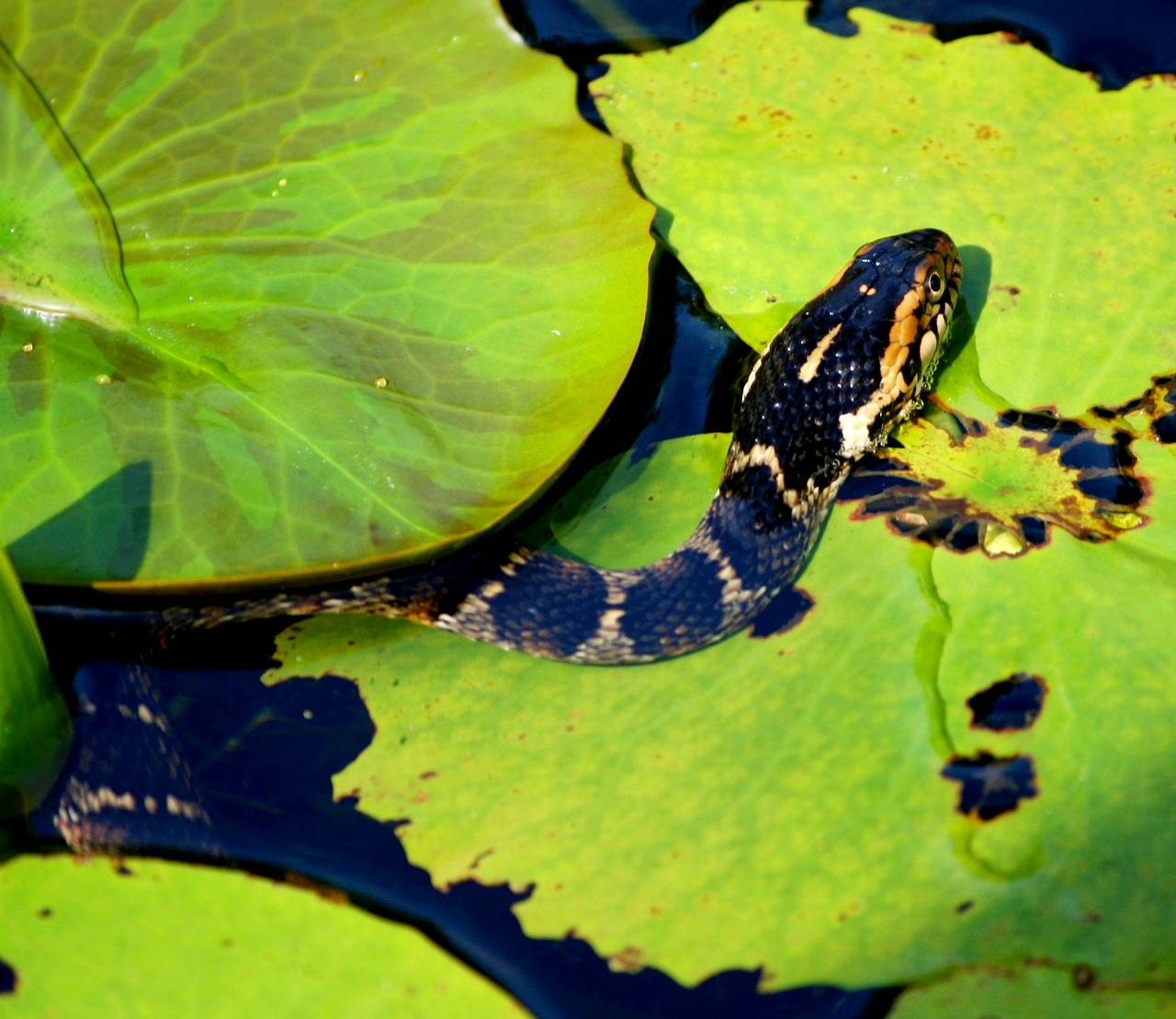 Gyvatė, Plėšrūnas, Tvenkinys, Lelijos Pamokos, Vandens Gyvatė, Ropliai, Gyvatė, Oda, Python, Reptilian