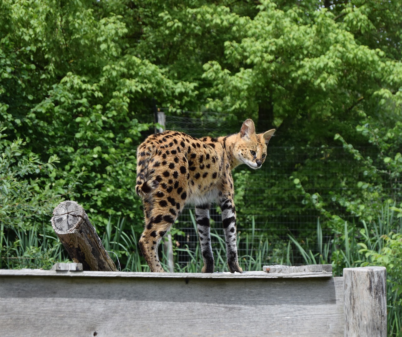 Serval, Kačių, Zoologijos Sodas, Katė, Laukiniai, Nemokamos Nuotraukos,  Nemokama Licenzija