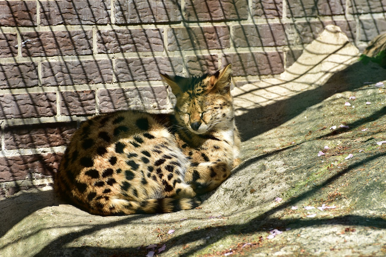 Serval, Laukinis Katinas, Galvos Piešinys, Mėsėdžiai, Laukinis Gyvūnas, Gyvūnų Pasaulis, Žinduolis, Medžiotojas, Laukinės Gamtos Fotografija, Afrika