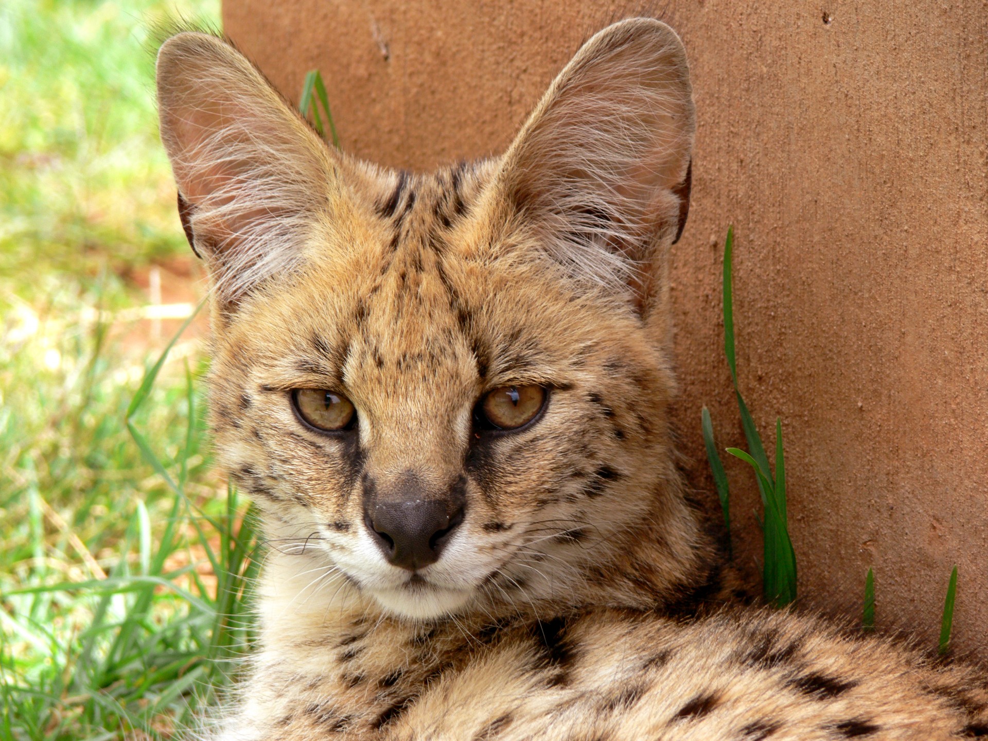 Serval,  Wildcat,  Kačių,  Katė,  Laukinis & Nbsp,  Gyvūnas,  Serval, Nemokamos Nuotraukos,  Nemokama Licenzija