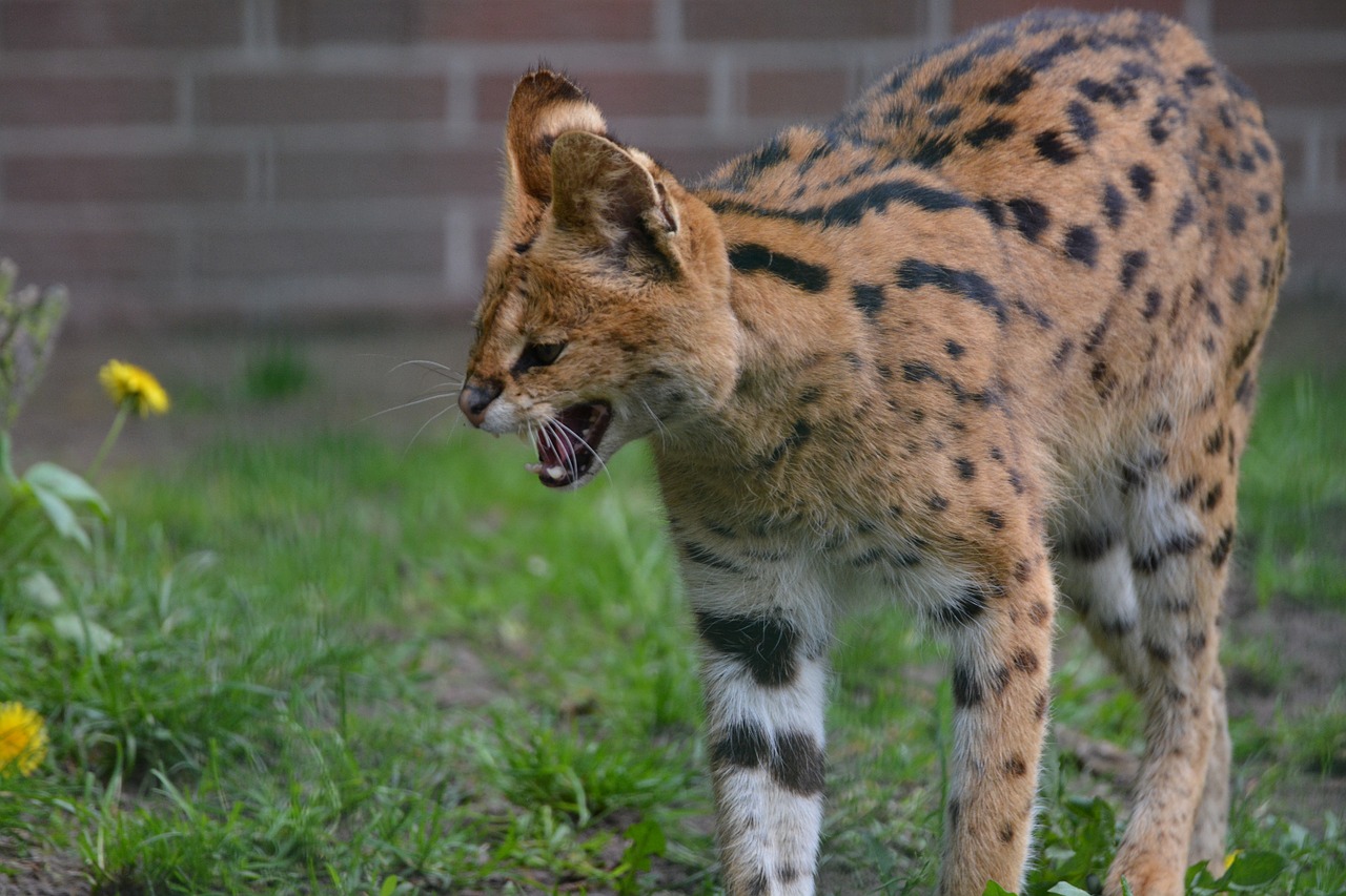 Servals, Mažas Katinas, Wildcat, Plėšrūnai, Žinduoliai, Šypsotis, Nemokamos Nuotraukos,  Nemokama Licenzija