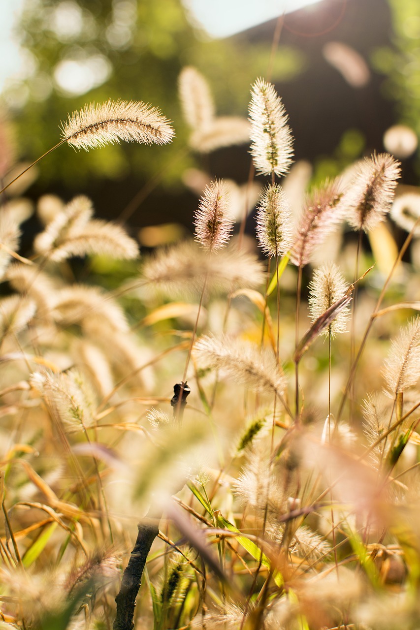 Setaria Viridis, Augalas, Saulės Šviesa, Nemokamos Nuotraukos,  Nemokama Licenzija