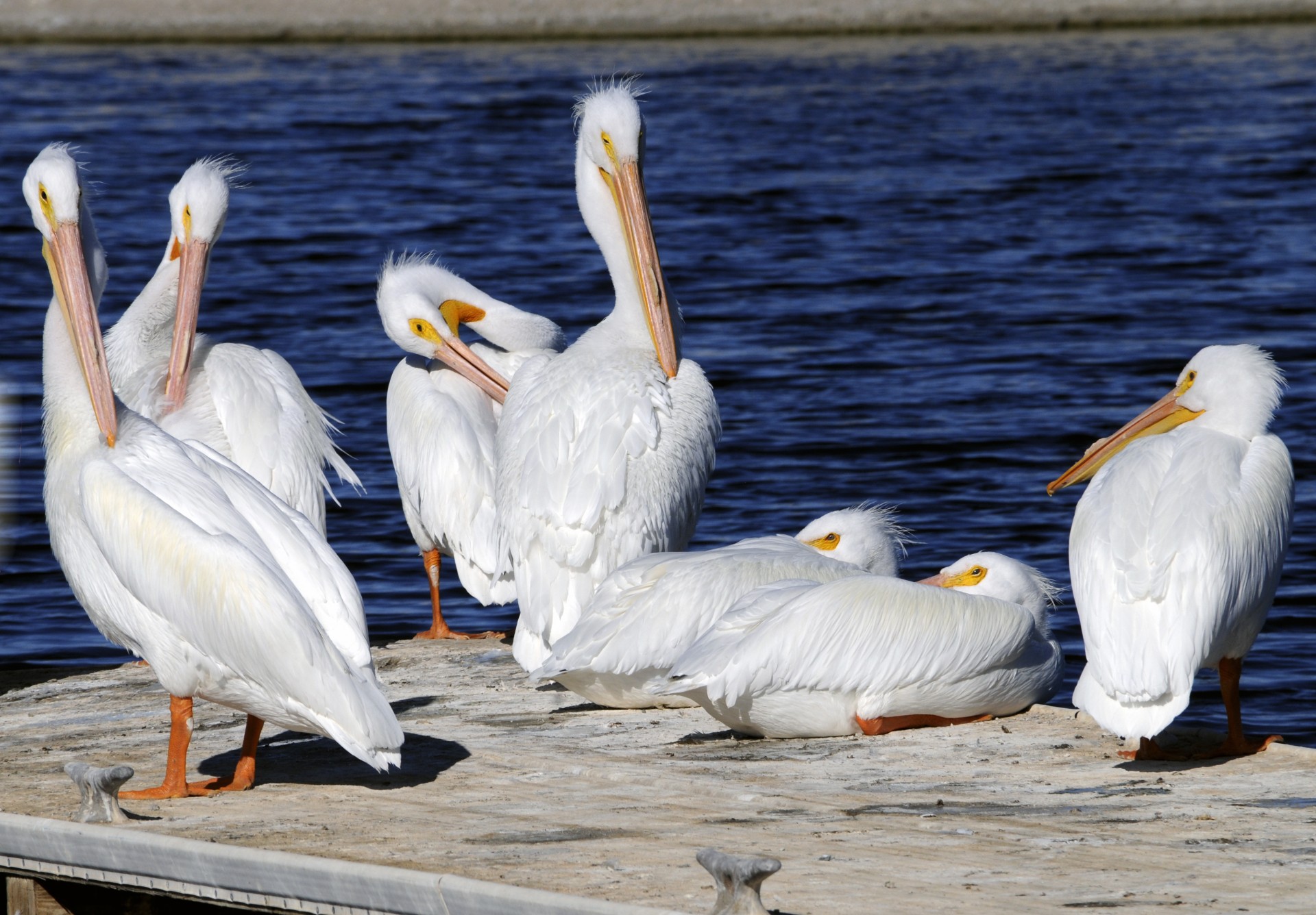 Pelican,  Pelikanai,  Paukštis,  Paukščiai,  Septyni,  7,  Vanduo & Nbsp,  Paukštis,  Vandens Paukščiai,  Balta