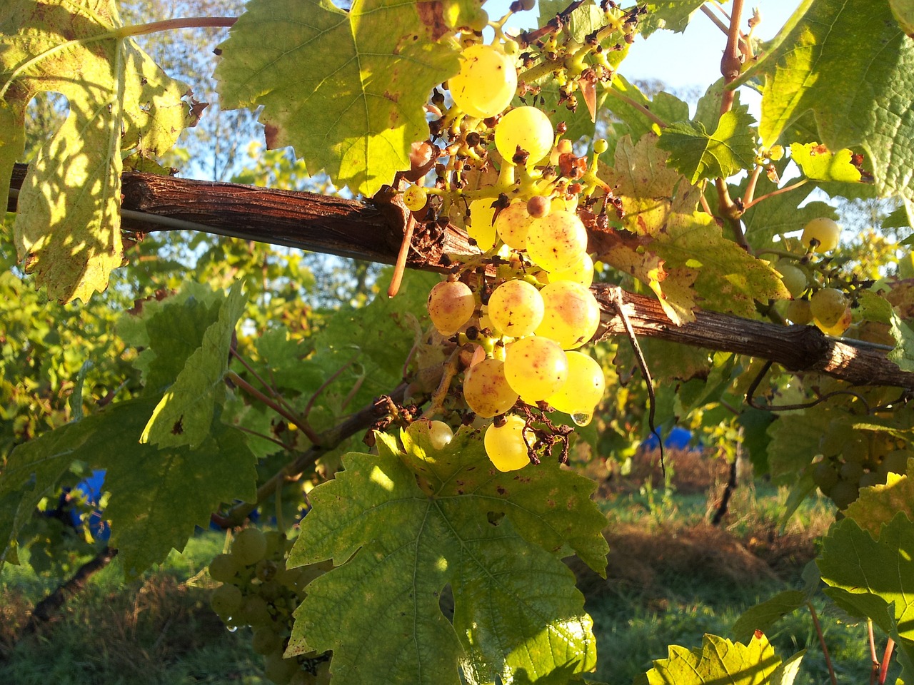 Seyval Blanc, Baltas Vynas, Anglų Vynas, Nemokamos Nuotraukos,  Nemokama Licenzija