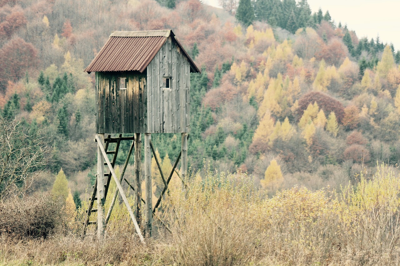 Shack, Shed, Ruduo, Forrest, Sezonas, Medžiai, Spalvinga, Nemokamos Nuotraukos,  Nemokama Licenzija