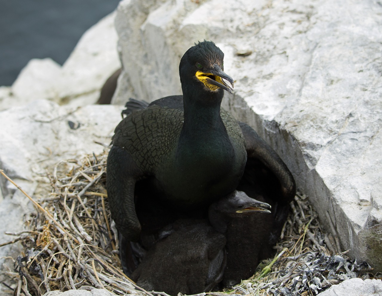 Šaknys, Lizdas, Paukštynas, Jaunas, Farne, Farne Salos, Northumberland, Gamta, Paukštis, Phalacrocorax